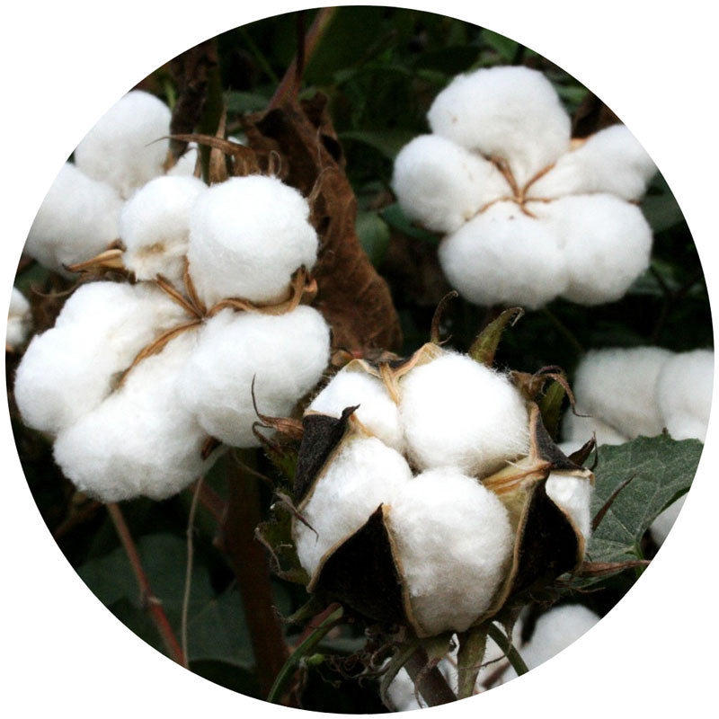 Cotton bolls on a plant with green leaves