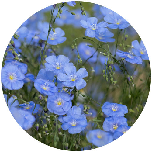 Close-up of blue flowers with a circular border