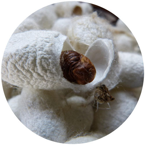 Close-up of a cotton boll with a brown seed inside