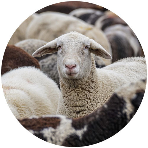 Sheep with a close-up of its face surrounded by other sheep.